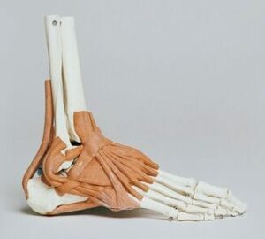 Foot Pain in Seniors - Can be Agonizing 2 Foot Pain In Seniors