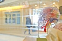 Changes in the Body With Age - Mental Function 2 The Human Brain - Changes in the Body with Age