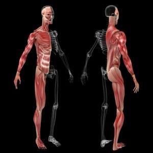 How the Muscles, Cartilage, Ligaments and Tendons are Connected to the Skeleton - What is the Process of Aging