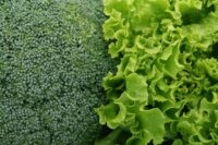 Broccoli Head and Lettuce -How Aging Affects Vision