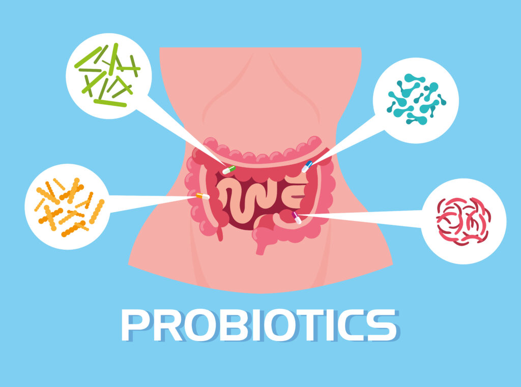 Location of Probiotics in the intestine