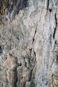 A Sheet of White Willow Bark - Herbal Remedies for Inflammation