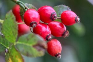 A Bunch of Rosehips - Herbal Remedies for Inflammation