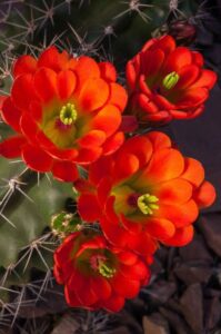 Retired But Not Tired – How to Remain Active 2 cactus in bloom - Retired but not Tired